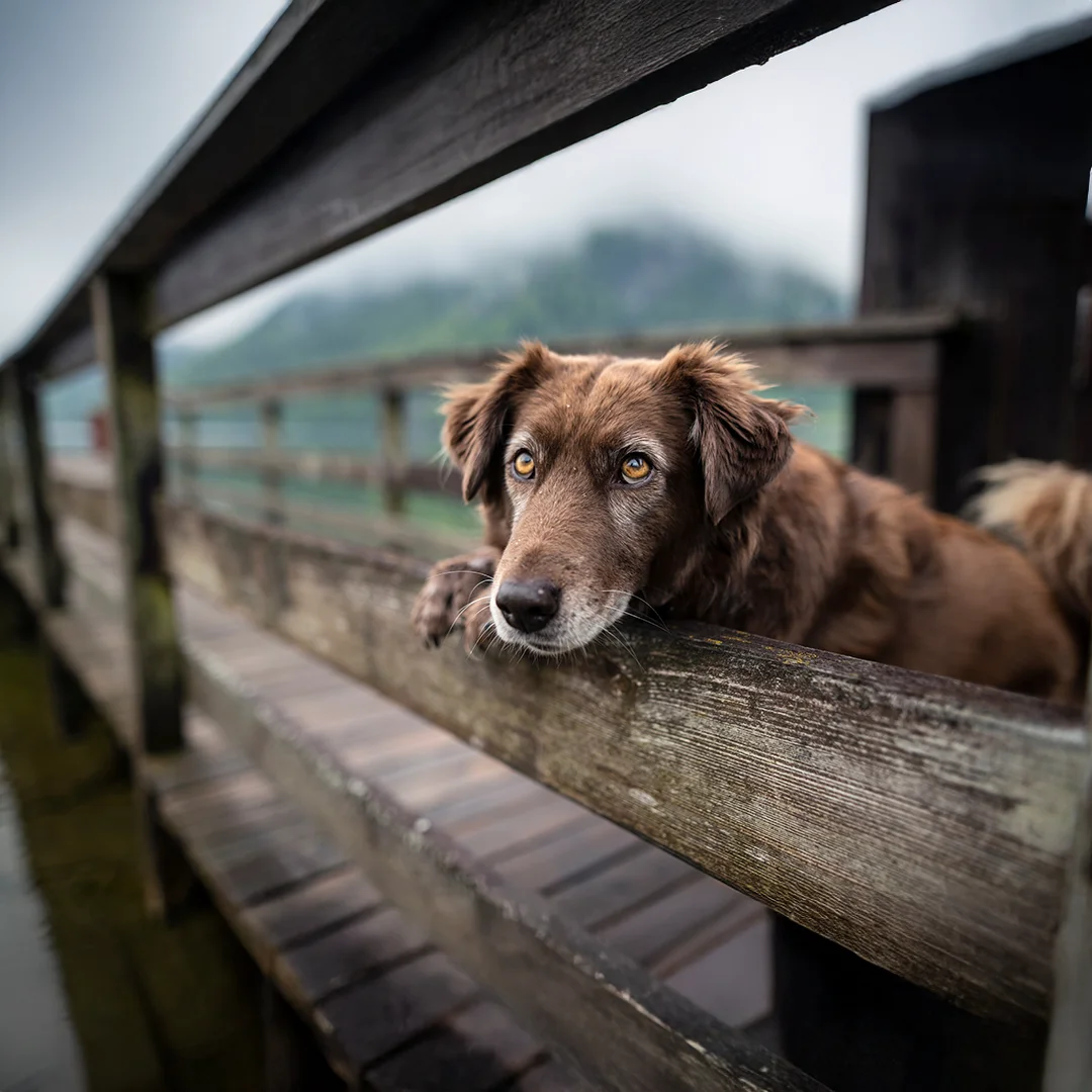 Brown dog resting its head on a wooden fence with a thoughtful expression.