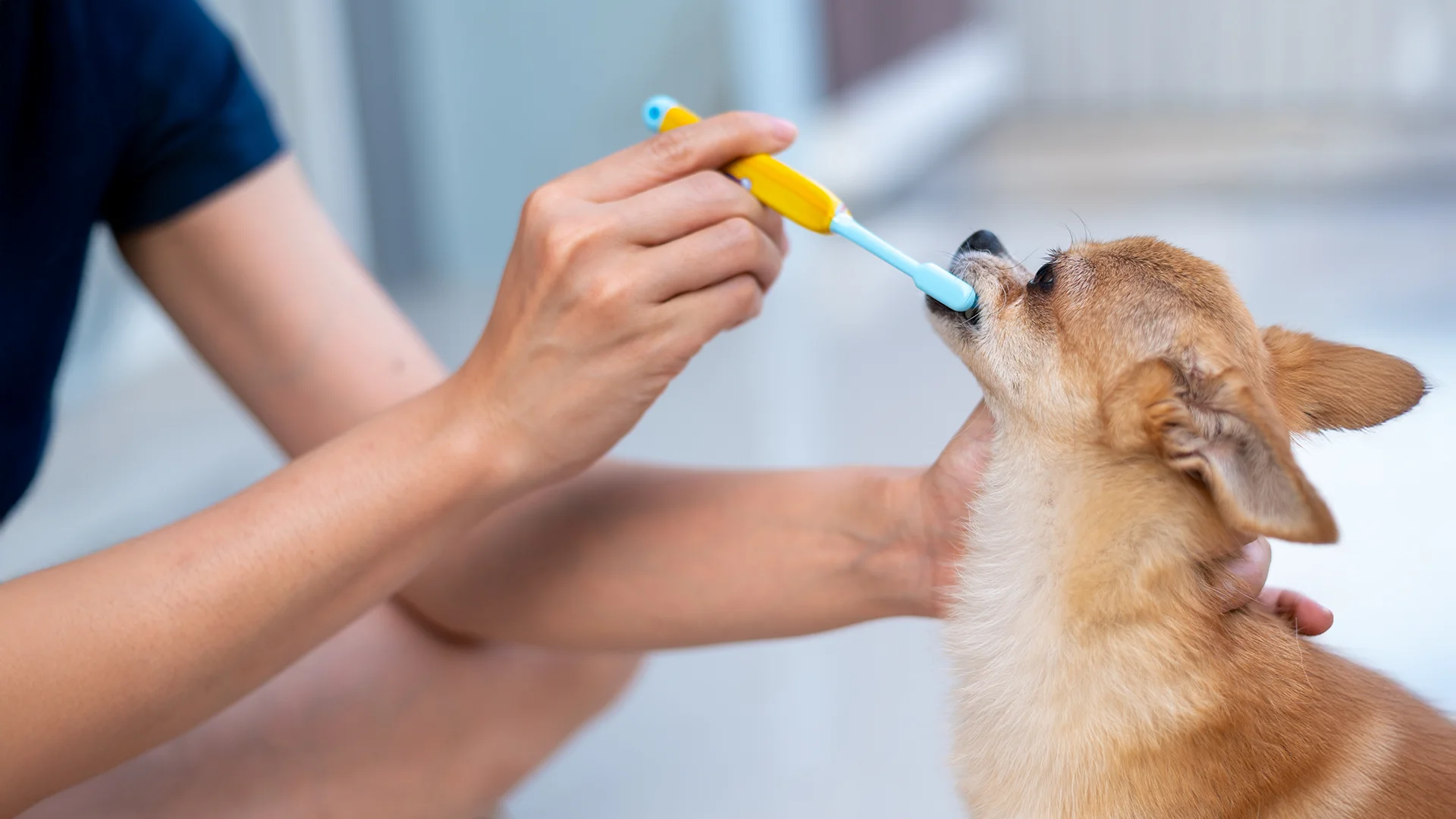 Person brushing the teeth of a small brown dog with a yellow and blue toothbrush.