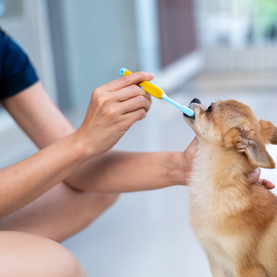 Person brushing the teeth of a small brown dog with a yellow and blue toothbrush.