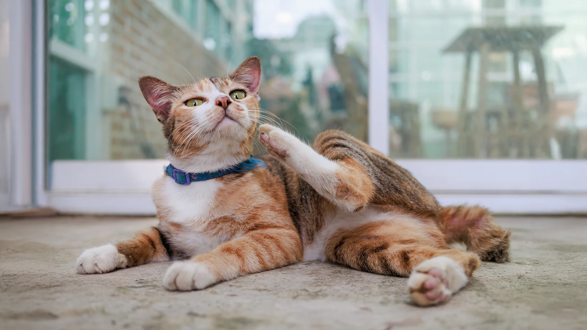 Orange and white cat wearing a collar lying on the ground and scratching its neck with a back paw.