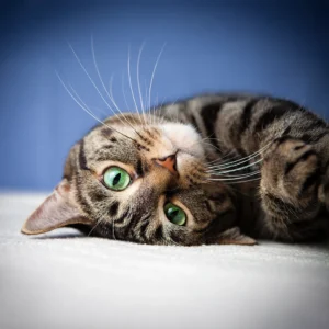 Close-up of a tabby cat with striking green eyes lying on its side on the floor.