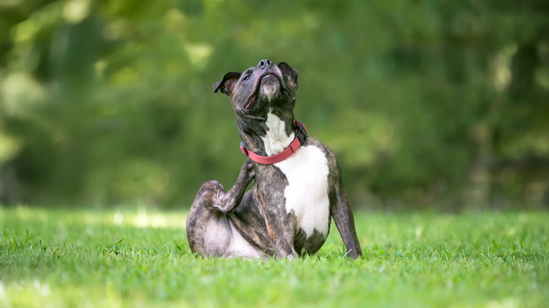Brindle dog with a red collar sitting on grass and scratching its neck with a back paw.
