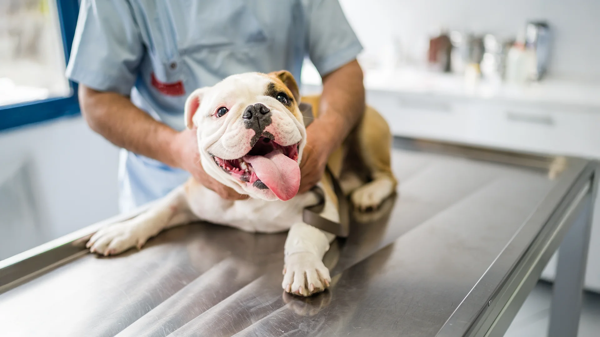 Smiling bulldog lying on an exam table during a veterinary checkup.