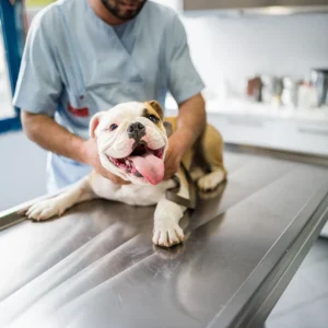 Smiling bulldog lying on an exam table during a veterinary checkup.