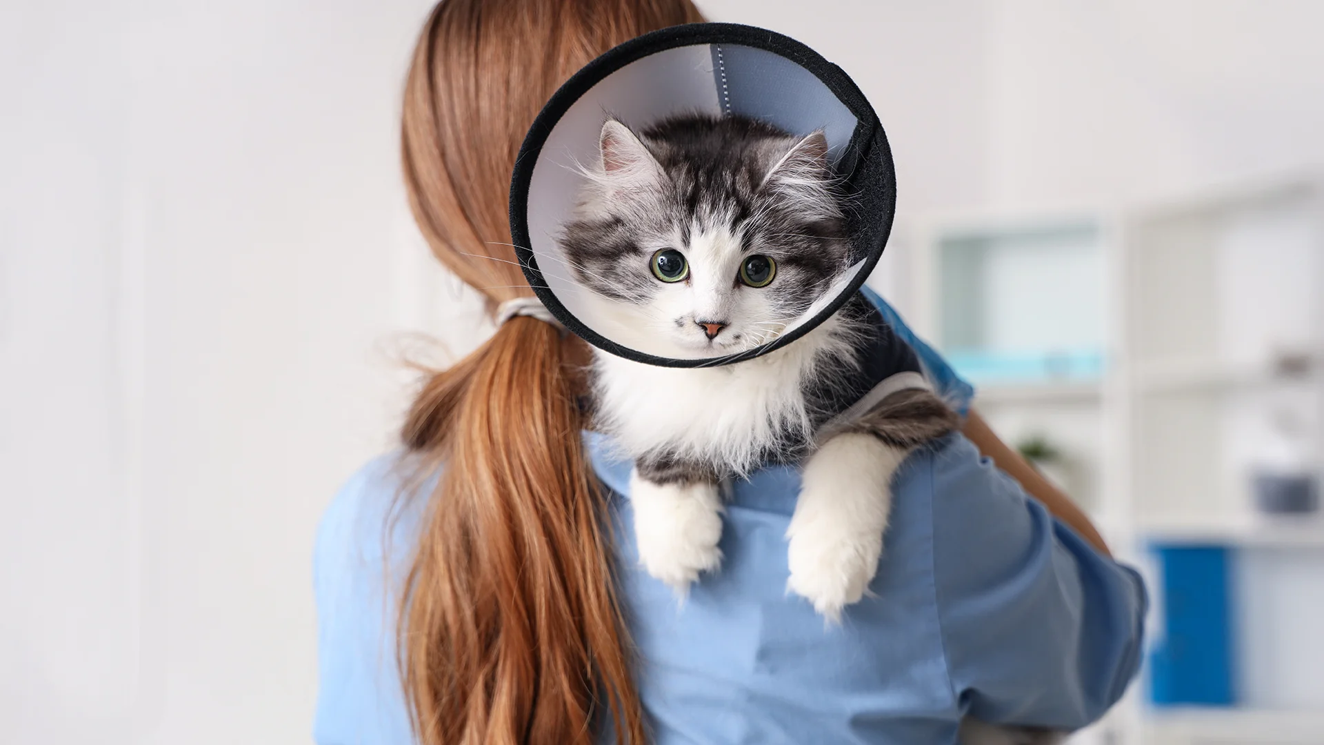 Fluffy kitten with a cone collar being held by a veterinarian.