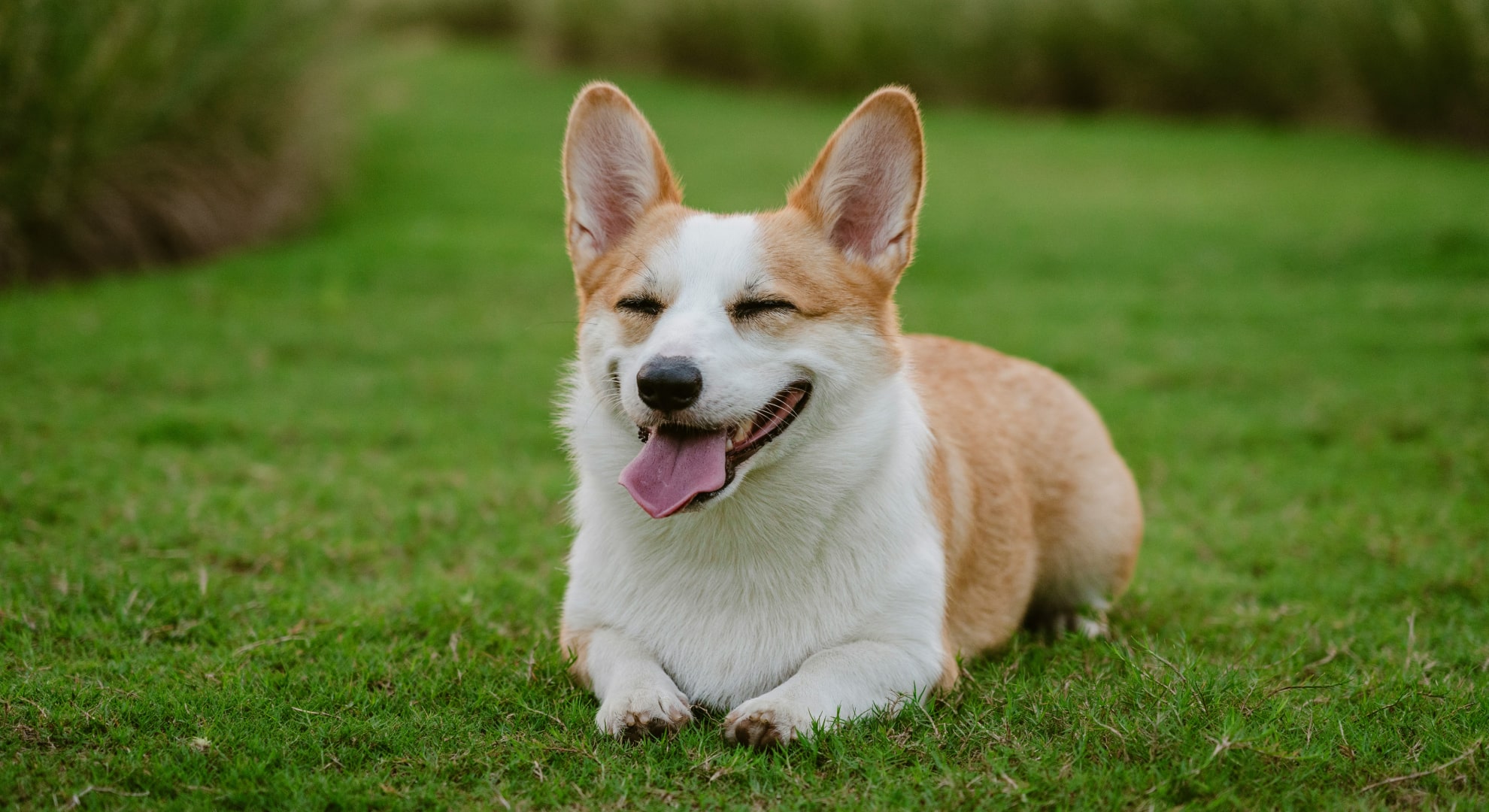 Cute happy dog sitting on grass