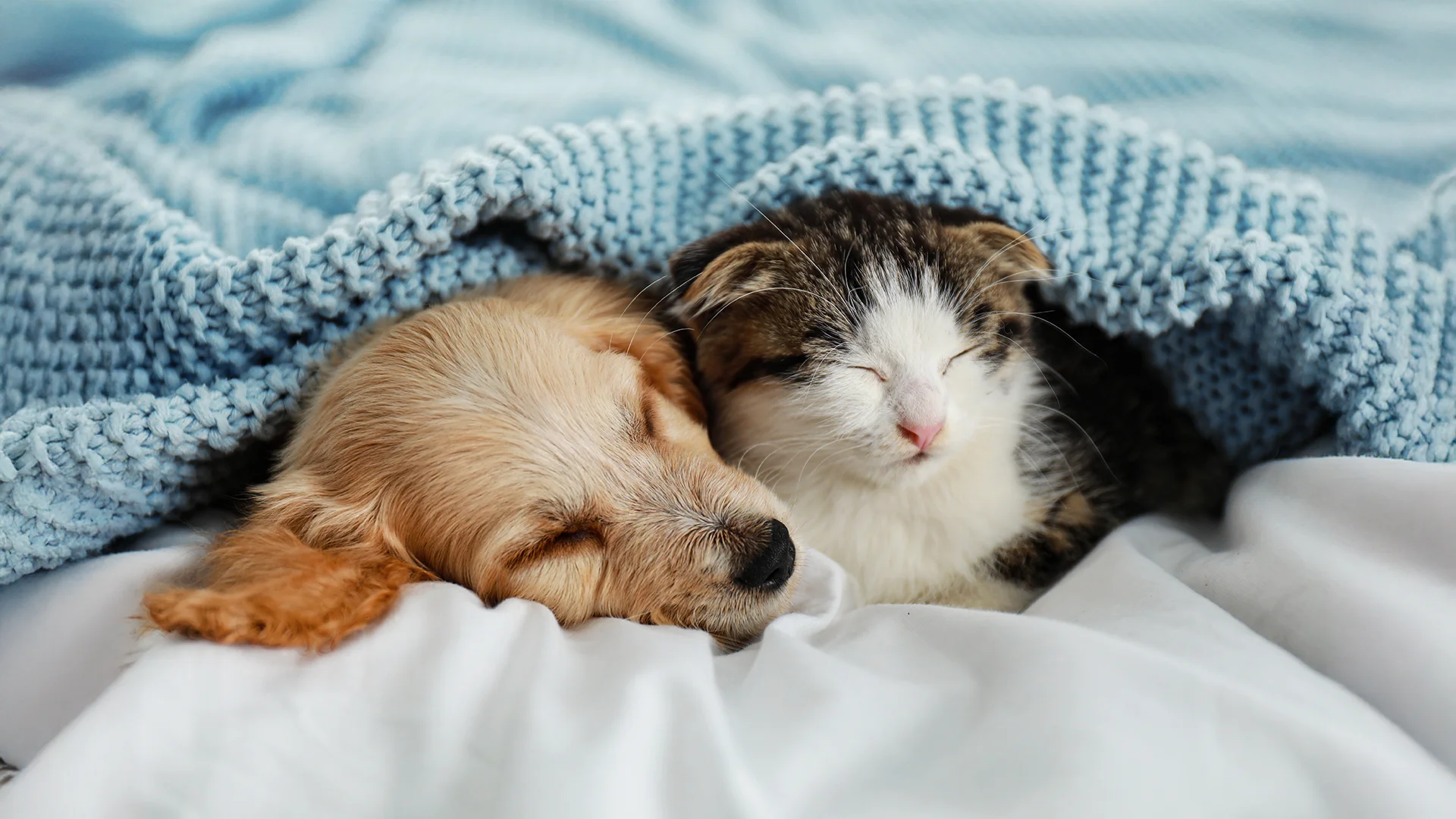 Small puppy and kitten cuddled together sleeping under a blue knitted blanket.