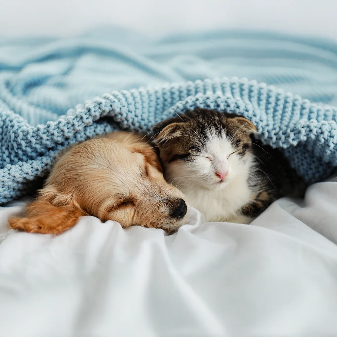 Small puppy and kitten cuddled together sleeping under a blue knitted blanket.