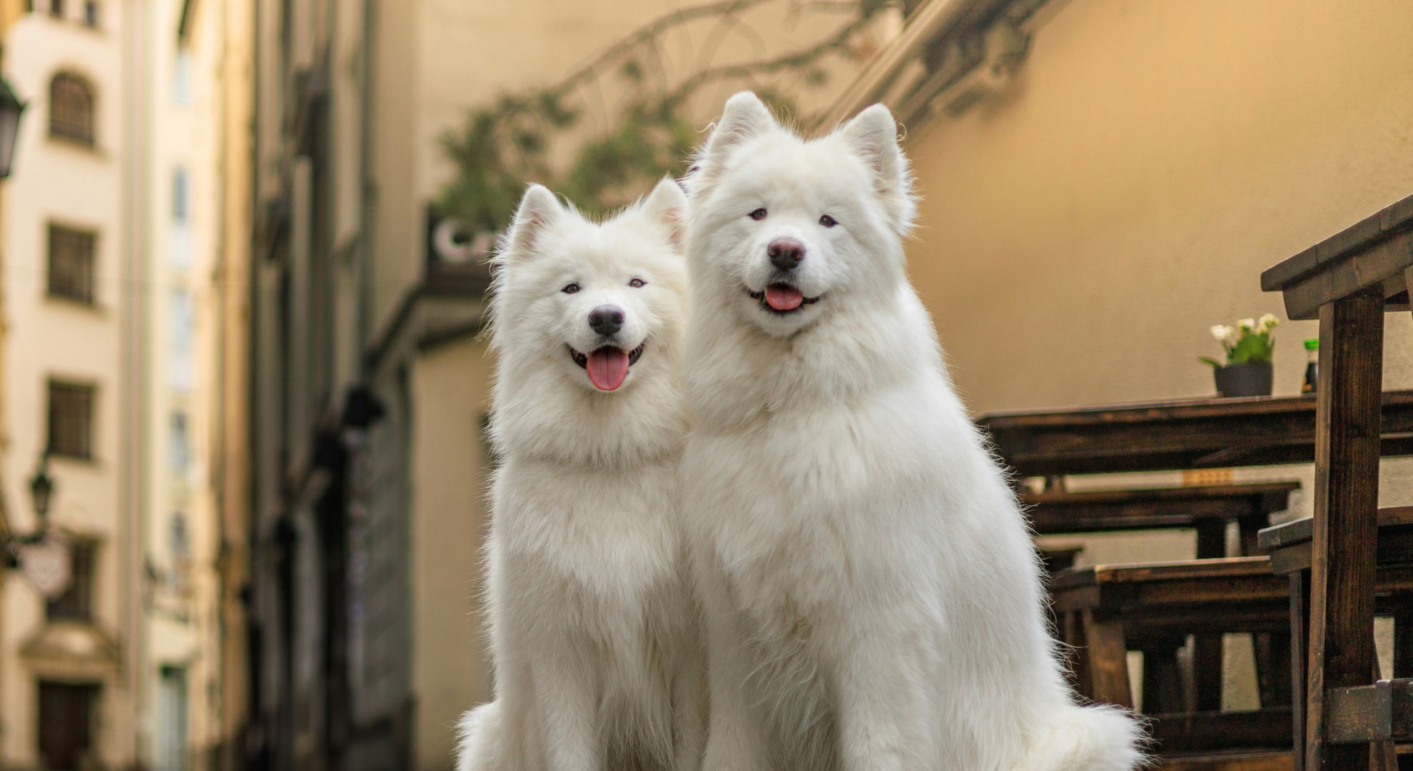 Two fluppy white dogs sitting together happily