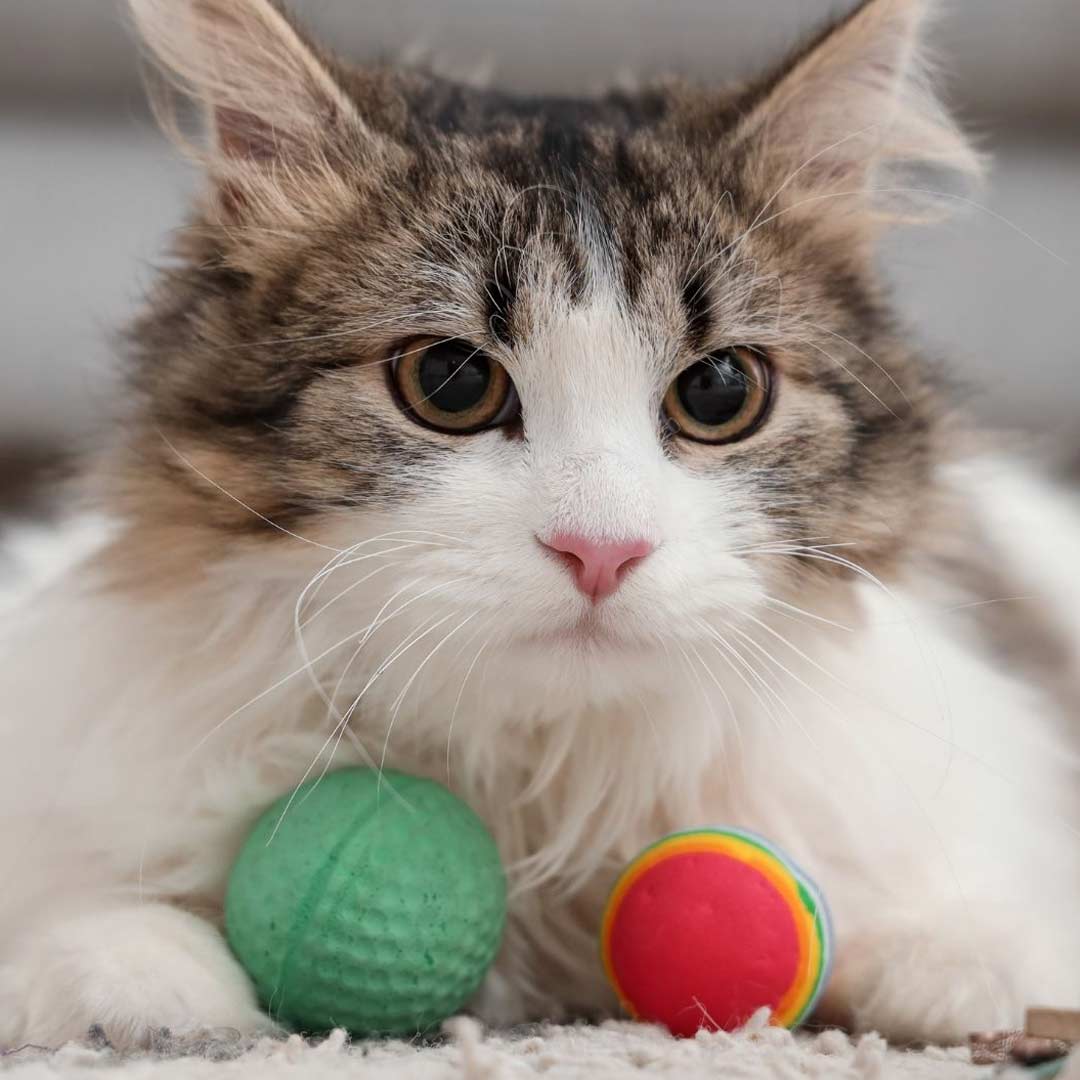 cat playing with toy