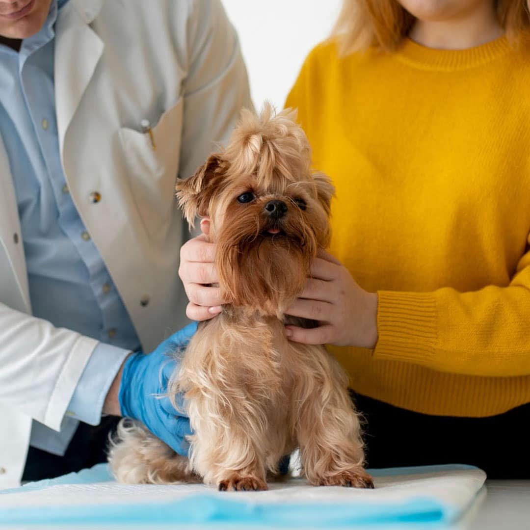 two person holding a dog